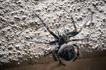 spider on the balcony