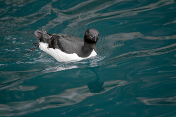 Svalbard, Spitsbergen, a common murre swimming in clear water.