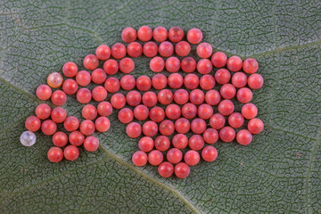 Moth eggs on wild plants, North China