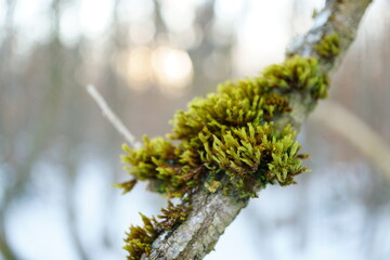 Macro photography of mossy branch with winter forest background