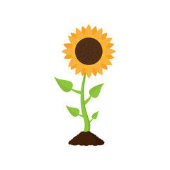 Obraz premium Sunflower with leaves. Cartoon style. Vector illustration isolated on a white background.