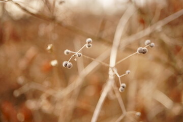 Macro photography of greyish plant in forest
