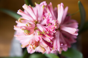 Super close up photo of pink flower.