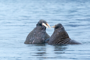 Svalbard, Spitsbergen. Two walrus jousting with one another in the water.