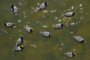 High angle view of a flock of American coots on a city river