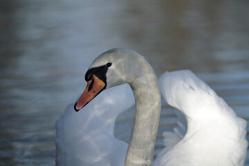 Cygnus Schwan Porträt mit Reflexionen aus Licht im Detail