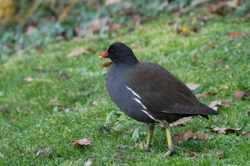Poule d'eau qui marche dans l'herbe