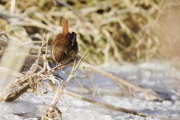 Zaunkönig Troglodytes troglodytes, auf Futtersuche zur Winterzeit und im Schnee
