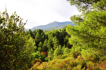 Fototapeta na wymiar The mediterranean evergreen hard-leaved forest