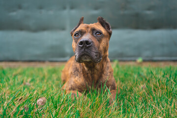 Portrait of spanish alano dog laying in the grass. prey dog. selective focus.