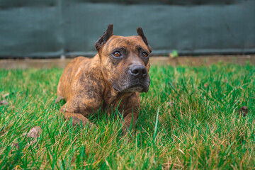 Portrait of spanish alano dog laying in the grass. prey dog. selective focus.