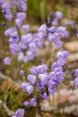 Purple bellflowers in a mountain meadow