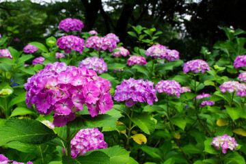 Hydrangea flowers blooming in the rainy season in Japan