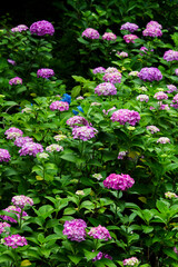 Hydrangea flowers blooming in the rainy season in Japan