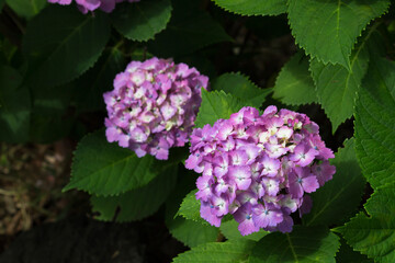 Hydrangea flowers blooming in the rainy season in Japan
