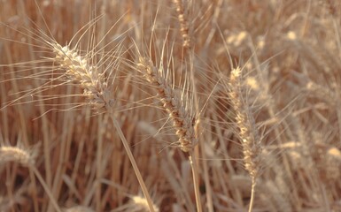 Obraz premium Wheat field