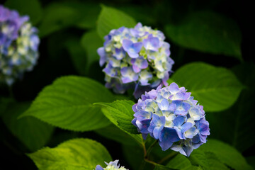 Hydrangea flowers blooming in the rainy season in Japan