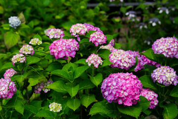 Hydrangea flowers blooming in the rainy season in Japan