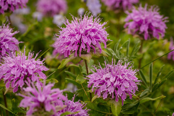 Close up of vibrant purple bee balm wild flowers