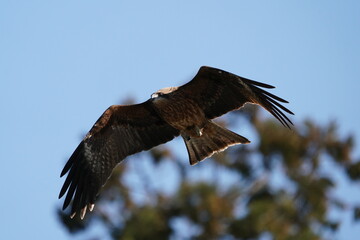 black kite in flight