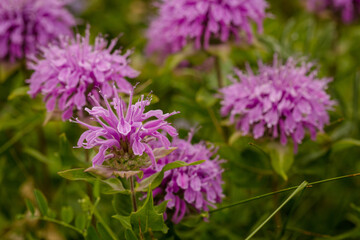 Close up of vibrant purple bee balm wild flowers