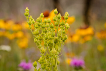Close up of wild flower meadow