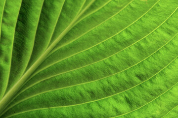Close-up green leaf spring background