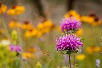 Close up of vibrant purple bee balm wild flowers