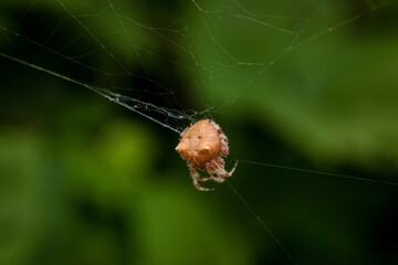 Cat-faced spider making a web close up