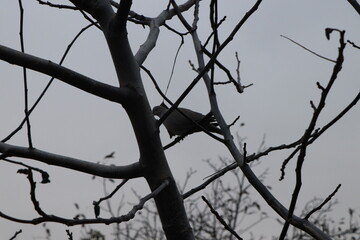 birds on tree
