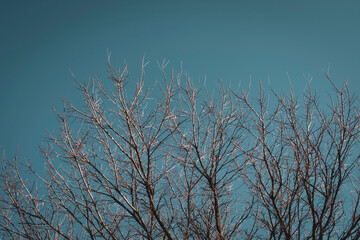 Leafless tree branches and a turquoise sky.Backhround.