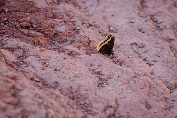 Close up of mourning cloak butterfly