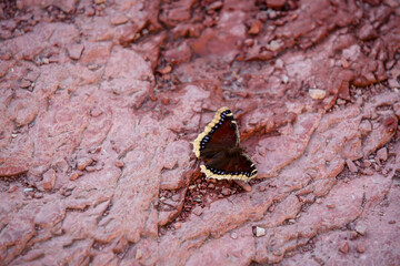 Close up of mourning cloak butterfly