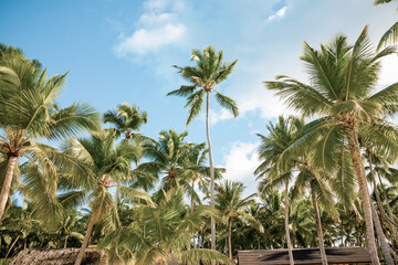 Fototapeta na wymiar Secluded beach on Saona Island, La Romana, Dominican Republic