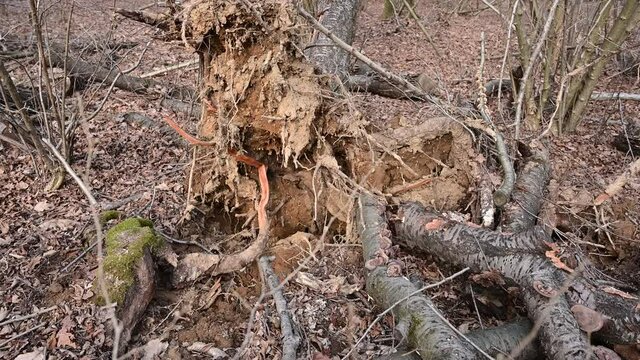 Conceptual image of decay and destruction of nature: a tree has fallen, the roots have given way and the trunk is horizontal on the forest ground. Close up shot on broken roots.