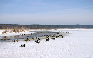 Ducks standing in the snow on a frozen river basin. In the background reeds and trees. Ducks in winter 