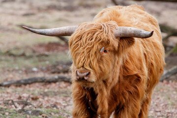 Portrait of a Scottish highlander or Highland cow cattle (Bos taurus taurus) grazing in field in Deelerwoud in the Netherlands. 