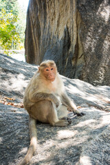 Macaque or Monkey sitting on a rock