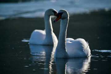 Cygnus, weißer Höckerschwan auf einem See bei Gegenlicht und im Winter mit Eis