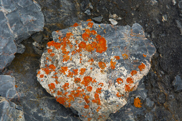 Norway. Svalbard. Svalbard. Kongsfjorden. Blomstrandhalvoya. London. Bright orange lichen.