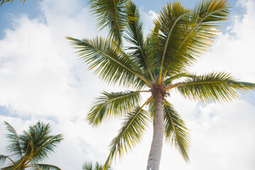 Fototapeta na wymiar Coconut Palm trees on white sandy beach in Caribbean sea, Saona island. Dominican Republic.