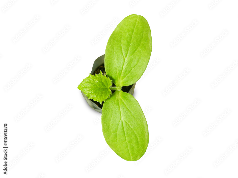 Sticker cucumber one-leaf seedling stage. seedling with first two round leaves called cotyledons and one tru