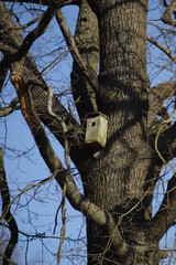 budki  lęgowe  na  drzewie  czekają  na  przylot  ptaków - obrazy, fototapety, plakaty