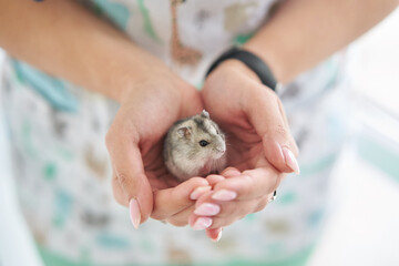 close-up of a little hamster in female hands