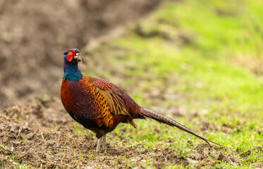 Ring-necked Pheasant.  Scientific name: Phasianus Colchicus. Male or cock pheasant with muddy beak foraging in winter crops.  Facing right in rainy weather.  Close up.  Horizontal.  Space for copy.