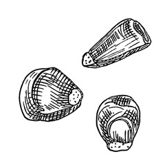 Grains corn. Vector vintage hatching illustration isolated on a white