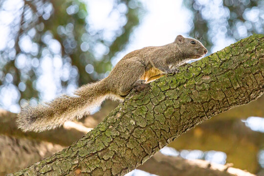 Close up image of squirrel on the tree