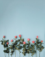 Romantic Spring flower arrangement with pink roses  on a pastel blue background. Minimal concept. flat lay.