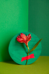 Composition of fresh Alstroemeria flower in green studio