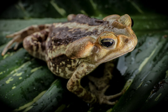 Marinus Images Browse 1,451 Stock Photos, Vectors, and Video Adobe